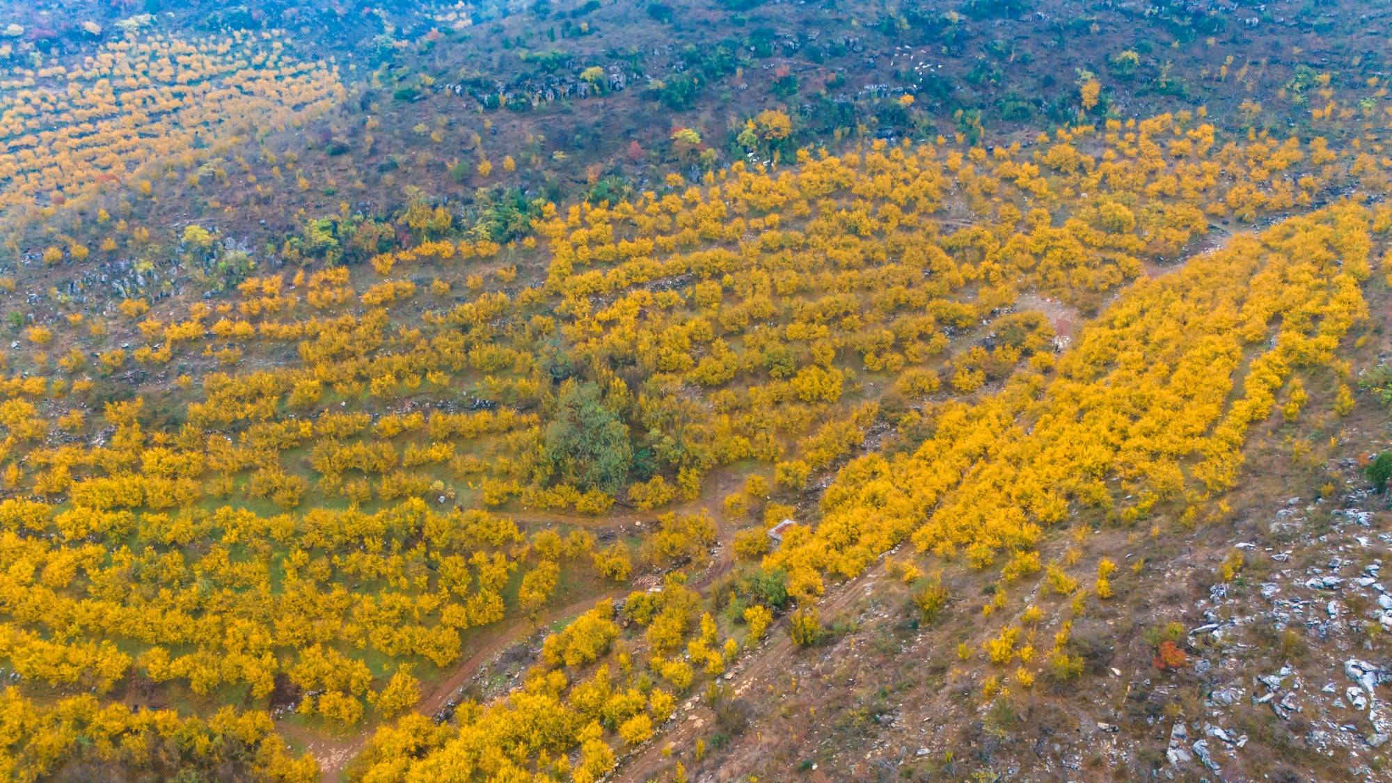 安徽淮北塔山石榴基地图片