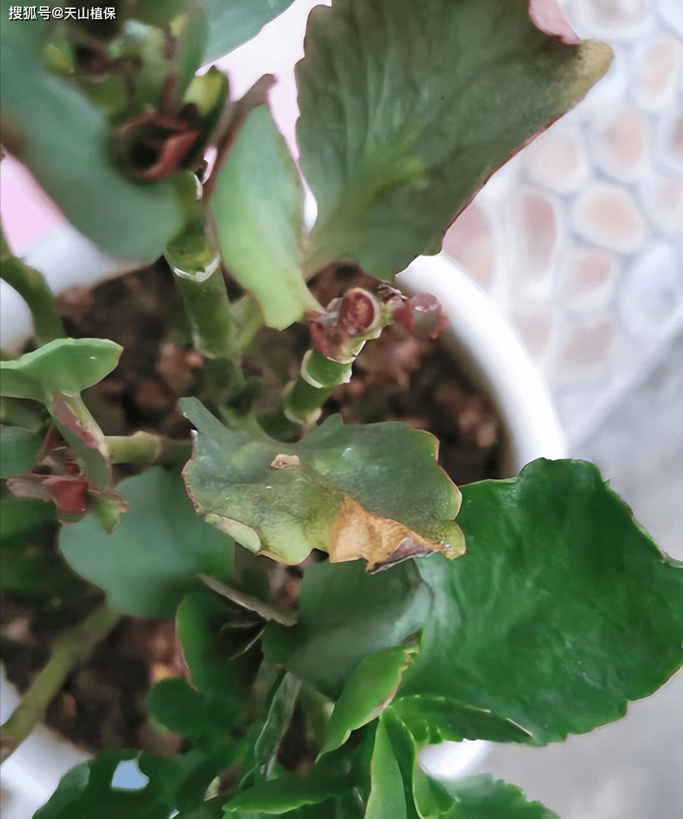 花叶为什么发黄