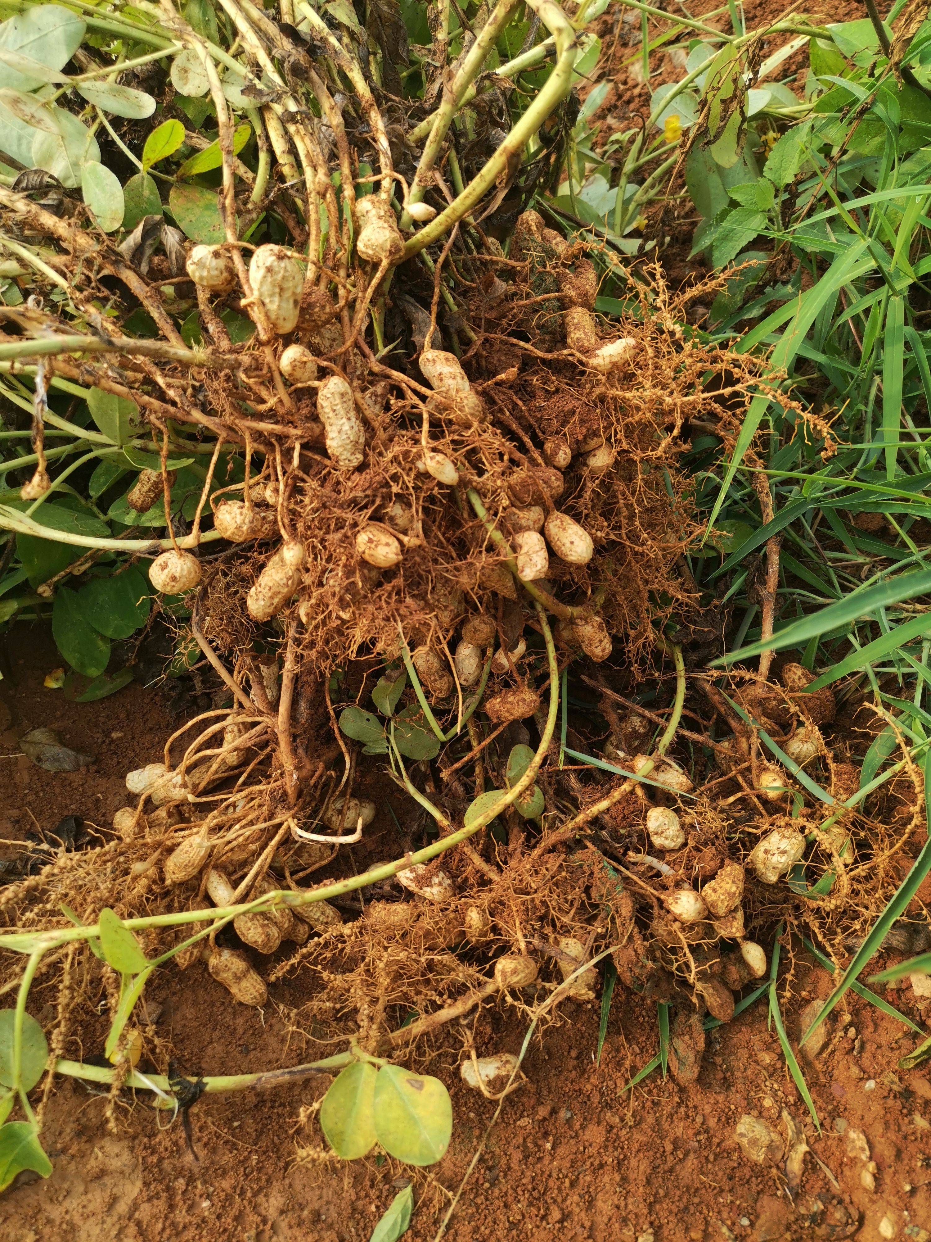 从泥土中绽放的金色奇迹花生