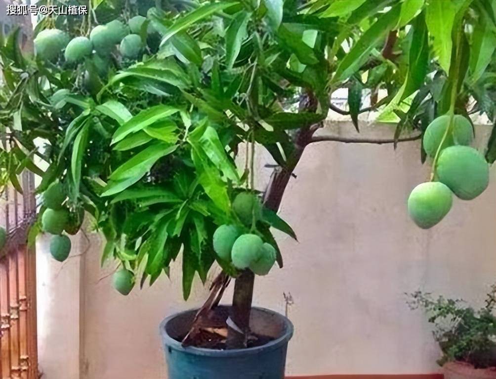 芒果树的生长环境和条件
