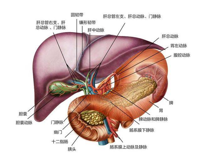 肝胆胰癌与胰腺癌的惊人差异,郝迎旭主任告诉你真相!