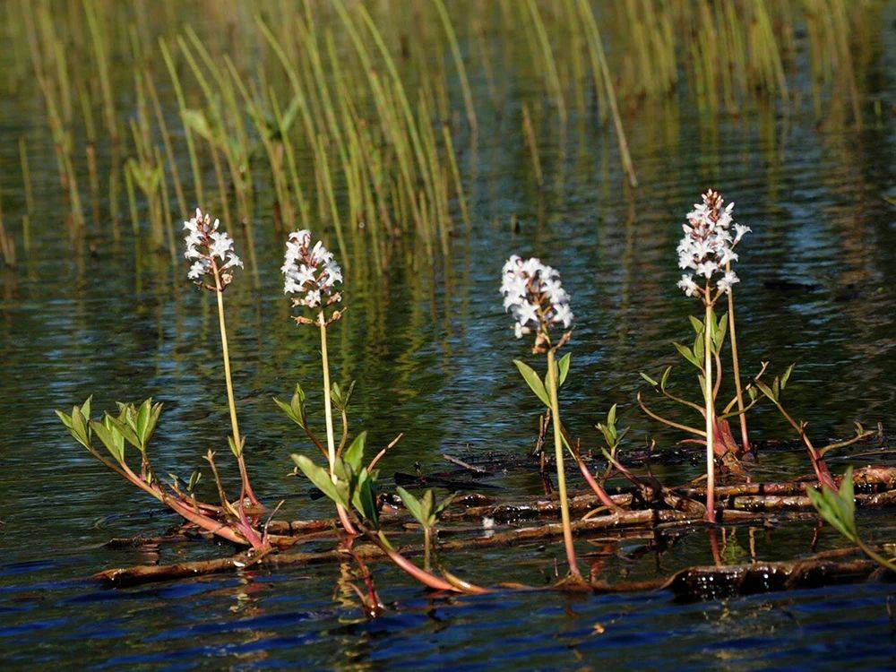 这种野草很神奇,吃了就想睡觉,曾是民间失眠良方,你或许也见过