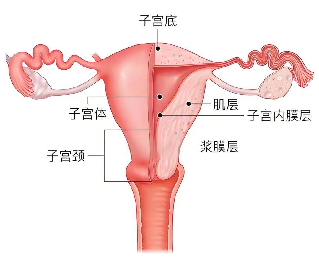 子宫底位置图图片