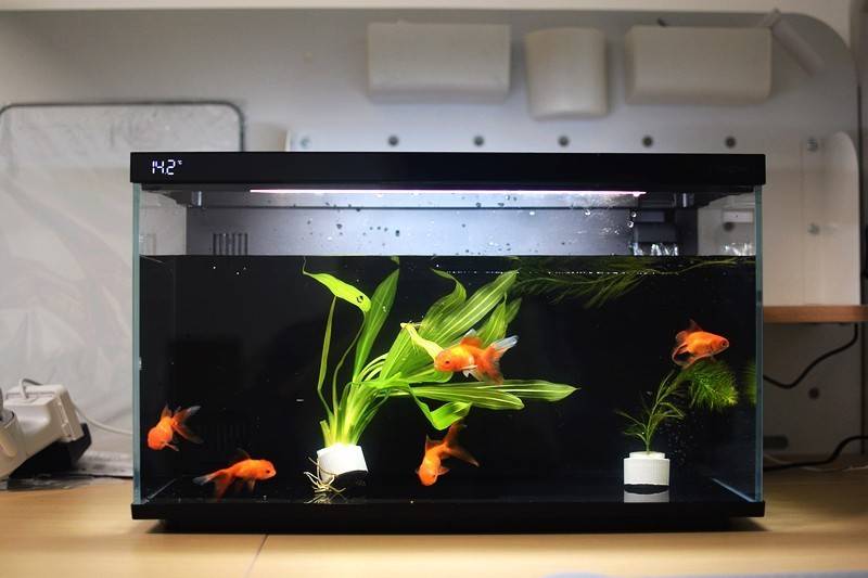 当贝智能鱼缸 1 Ultra 现代科技与自然生态的完美融合