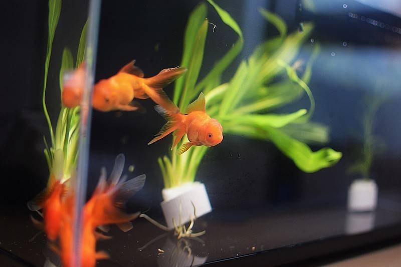 当贝智能鱼缸 1 Ultra 现代科技与自然生态的完美融合