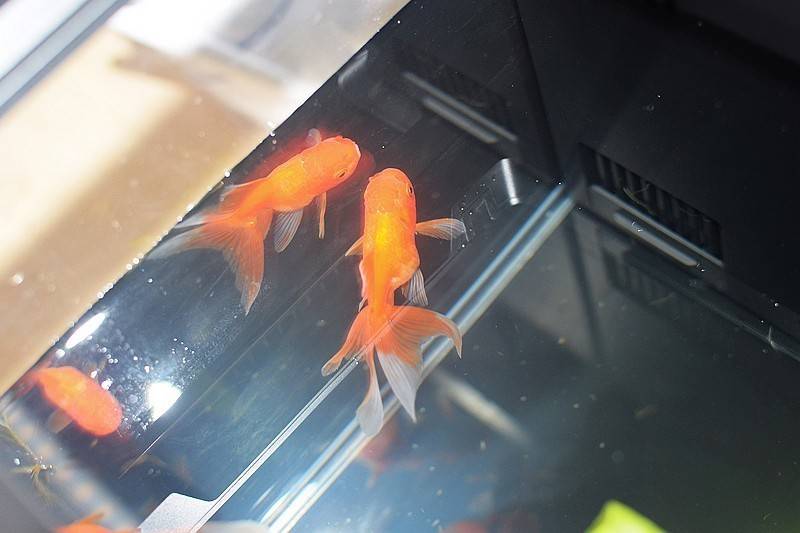 当贝智能鱼缸 1 Ultra 现代科技与自然生态的完美融合