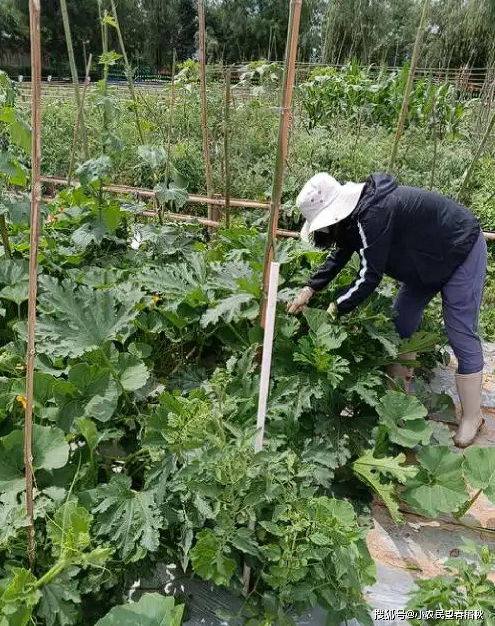懒人种菜(懒人种菜100种)