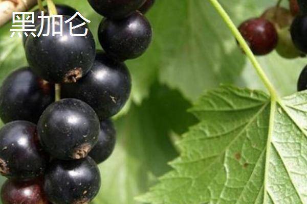 黑加仑和蓝莓有什么区别,黑加仑的颜色接近黑色,蓝莓通常呈蓝色