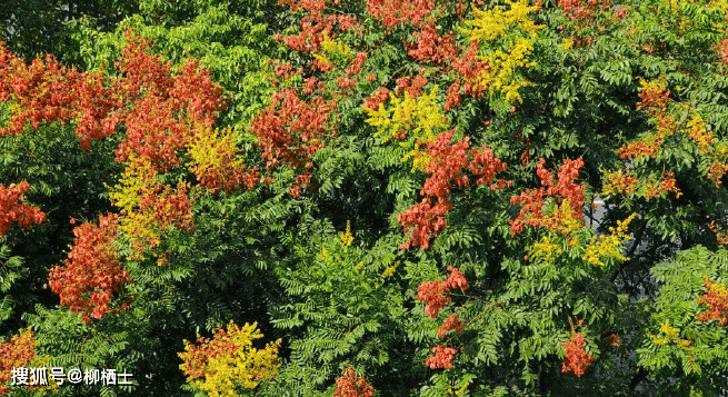 【美文悦读】杂记丨秋有栾华_栾花_栾树_灯笼