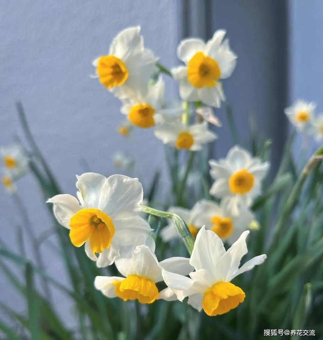 想让中国水仙在春节准时开花，正常开花，这几点都得留意_搜狐网