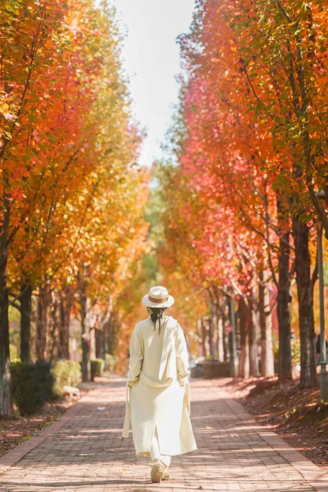 9个枫叶拍照姿势,文艺浪漫又唯美,温柔优雅显气质!