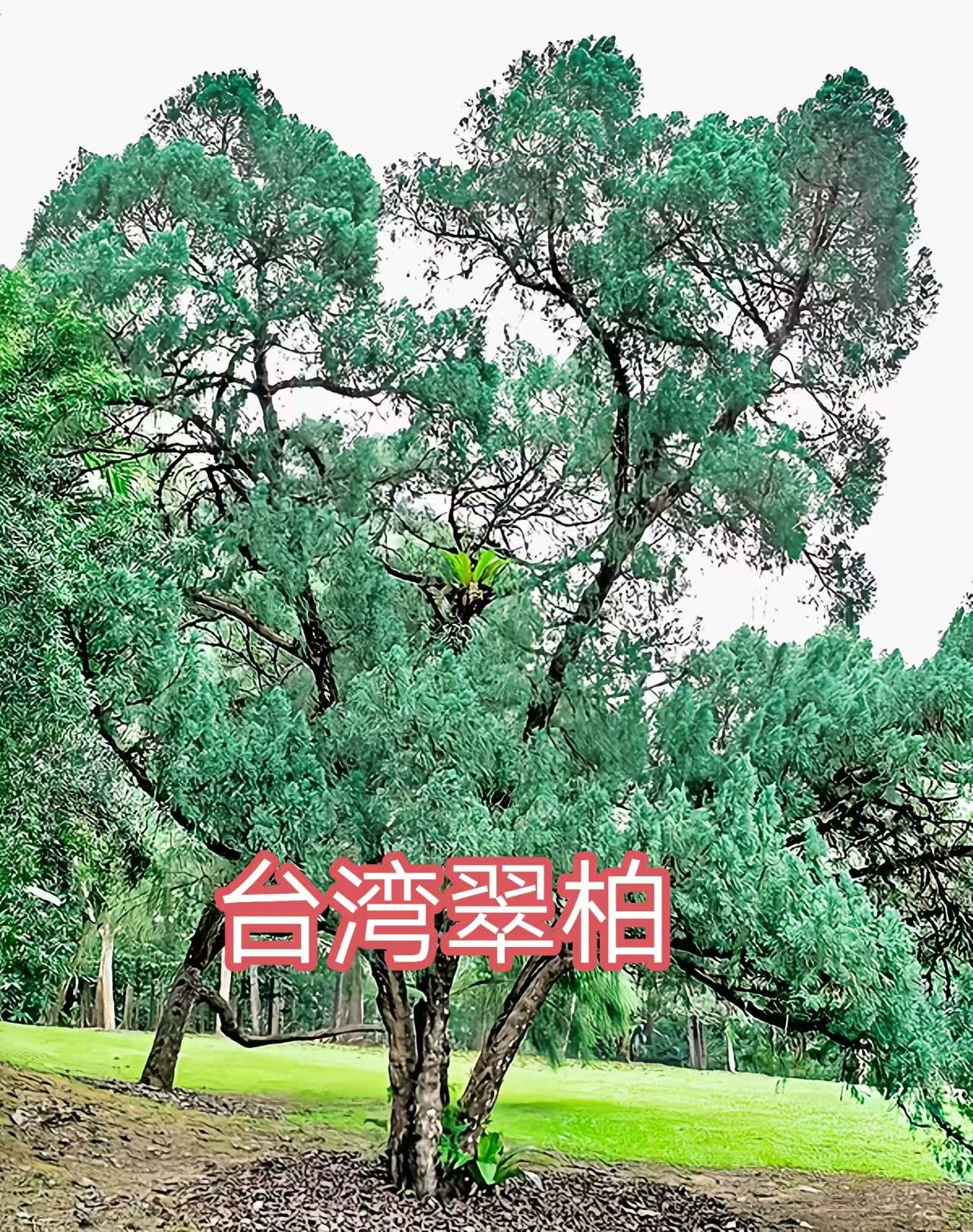68种柏科植物,园林栽培的常用树种_柏木_高达_中国