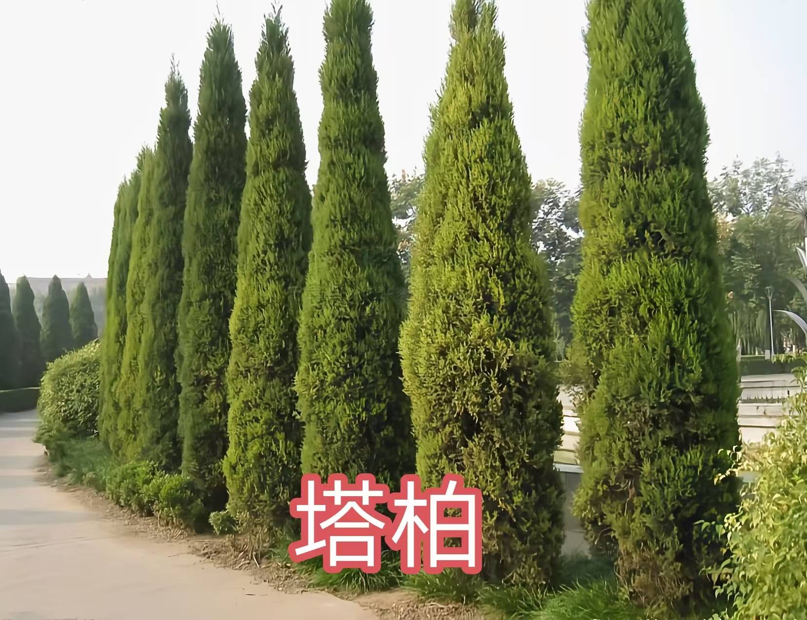 68种柏科植物，园林栽培的常用树种_柏木_高达_中国