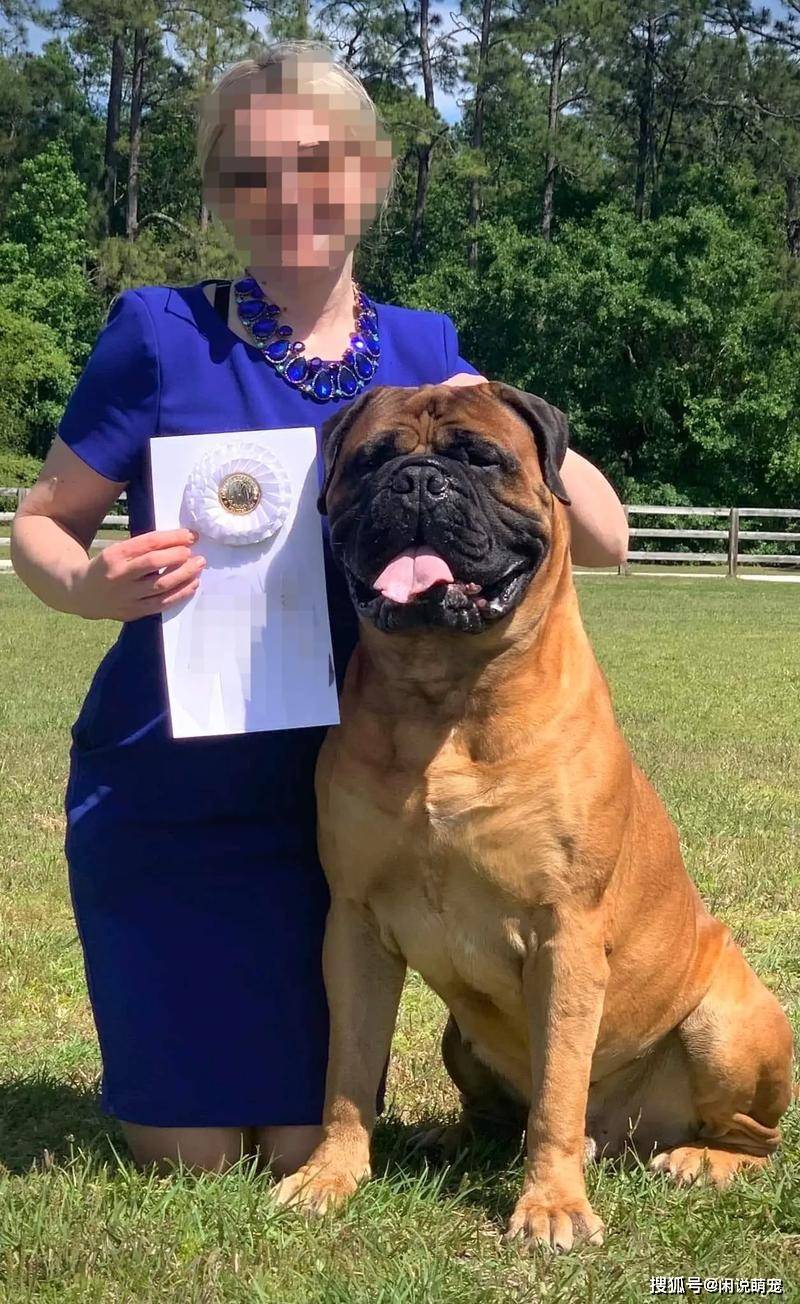 最凶猛的十大恶犬，个个性情凶狠，谁才是犬界霸主！_搜狐网, image size:800x1304