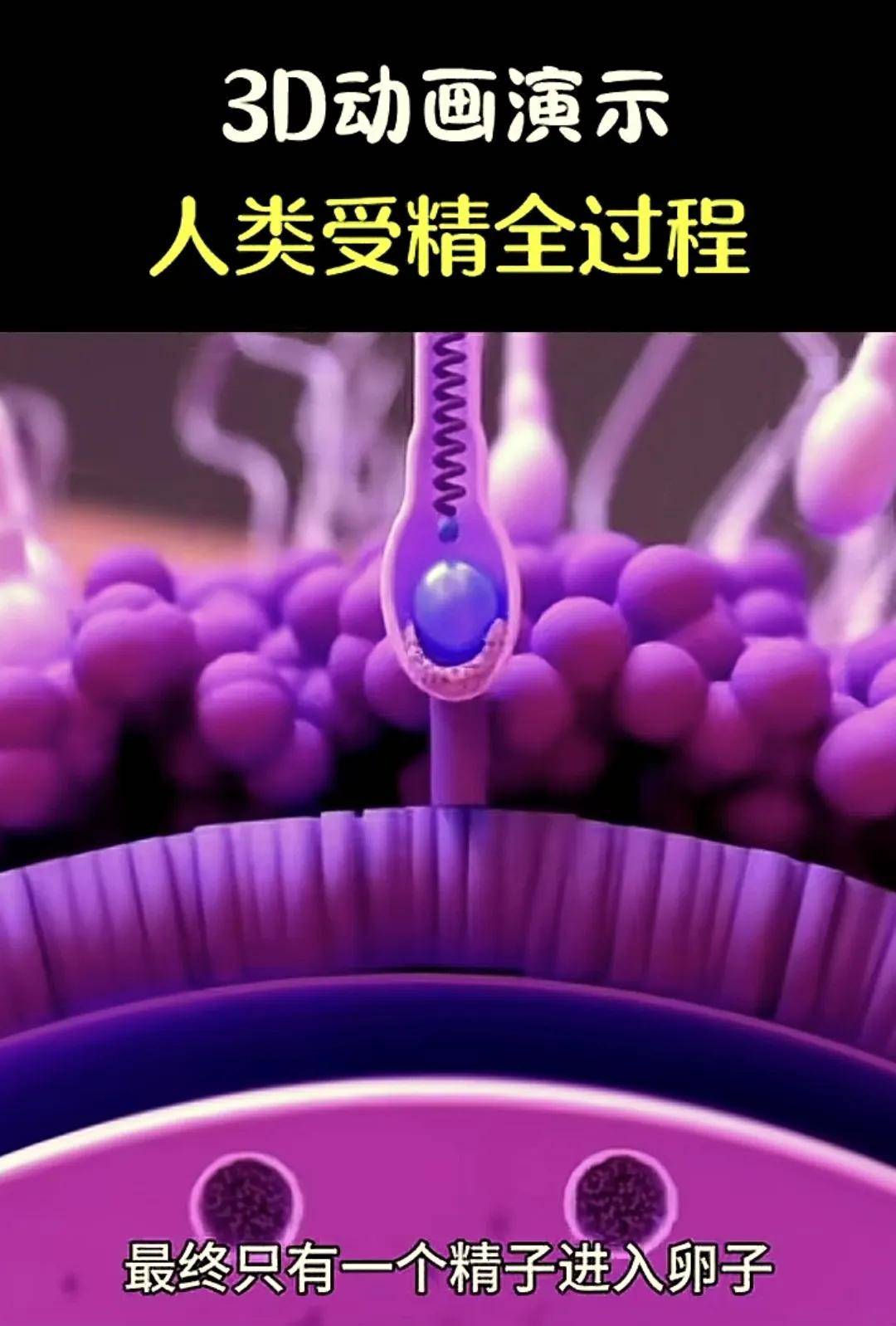 胎宝宝到底是咋形成呢？一组3D图告诉你,揭露生命的神奇