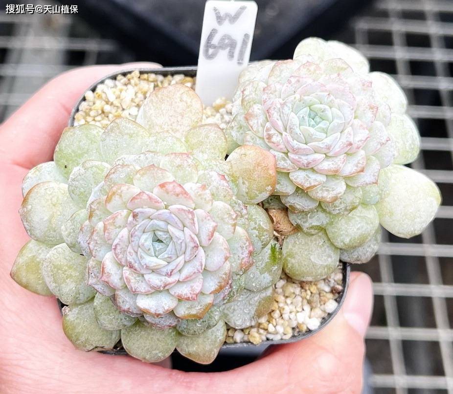 原创            雪颜花好养吗怎么养