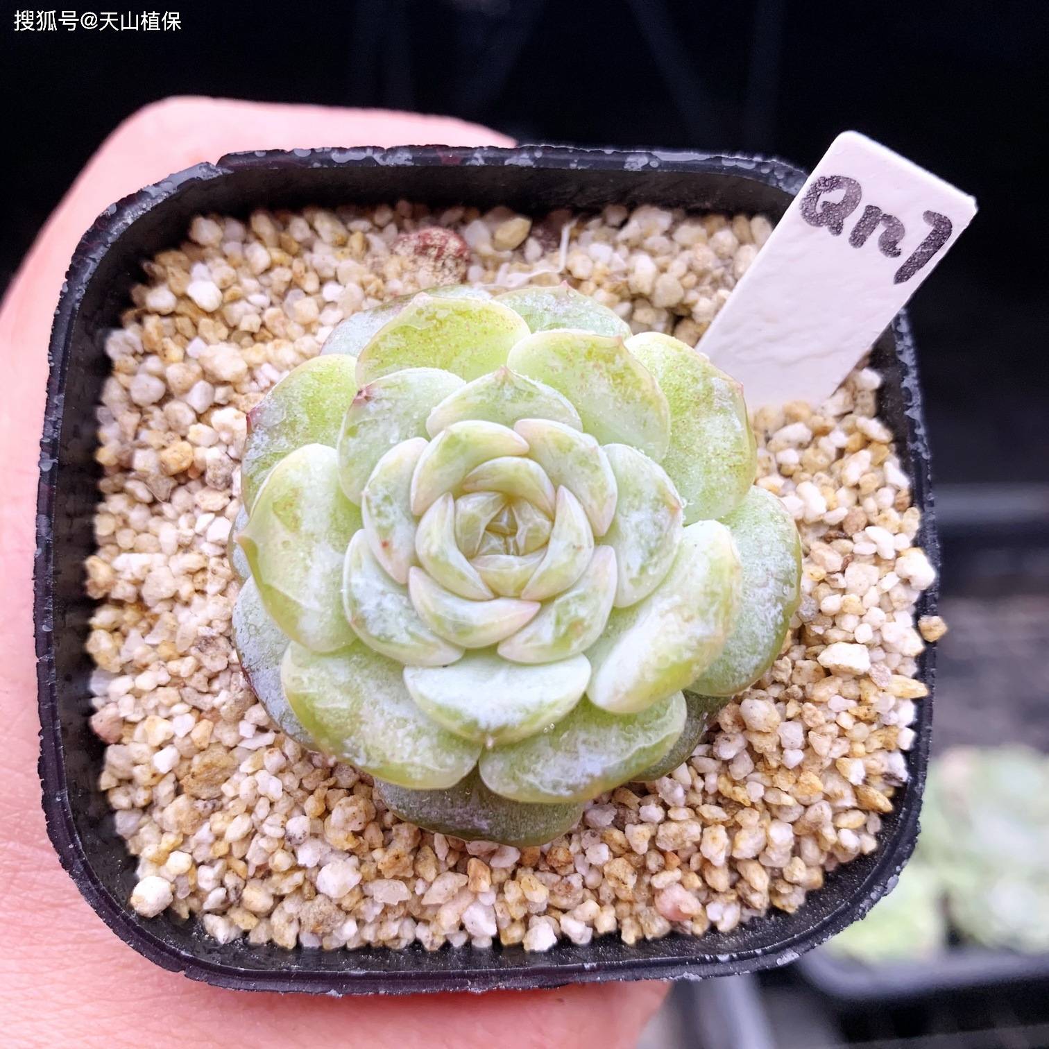 原创            雪颜花好养吗怎么养