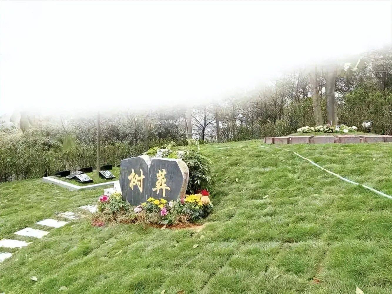 大s树葬曝残酷真相!亲人倾心倾骨,一年后土地翻面尘归土