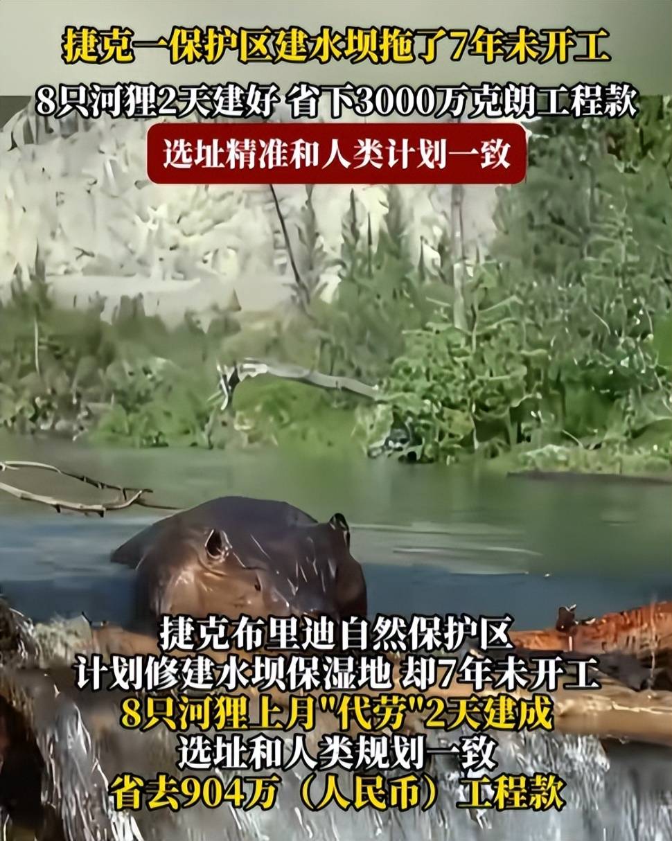 捷克建水坝拖延7年没开工，8只河狸2天就搞定，省了3000万克朗_搜狐网