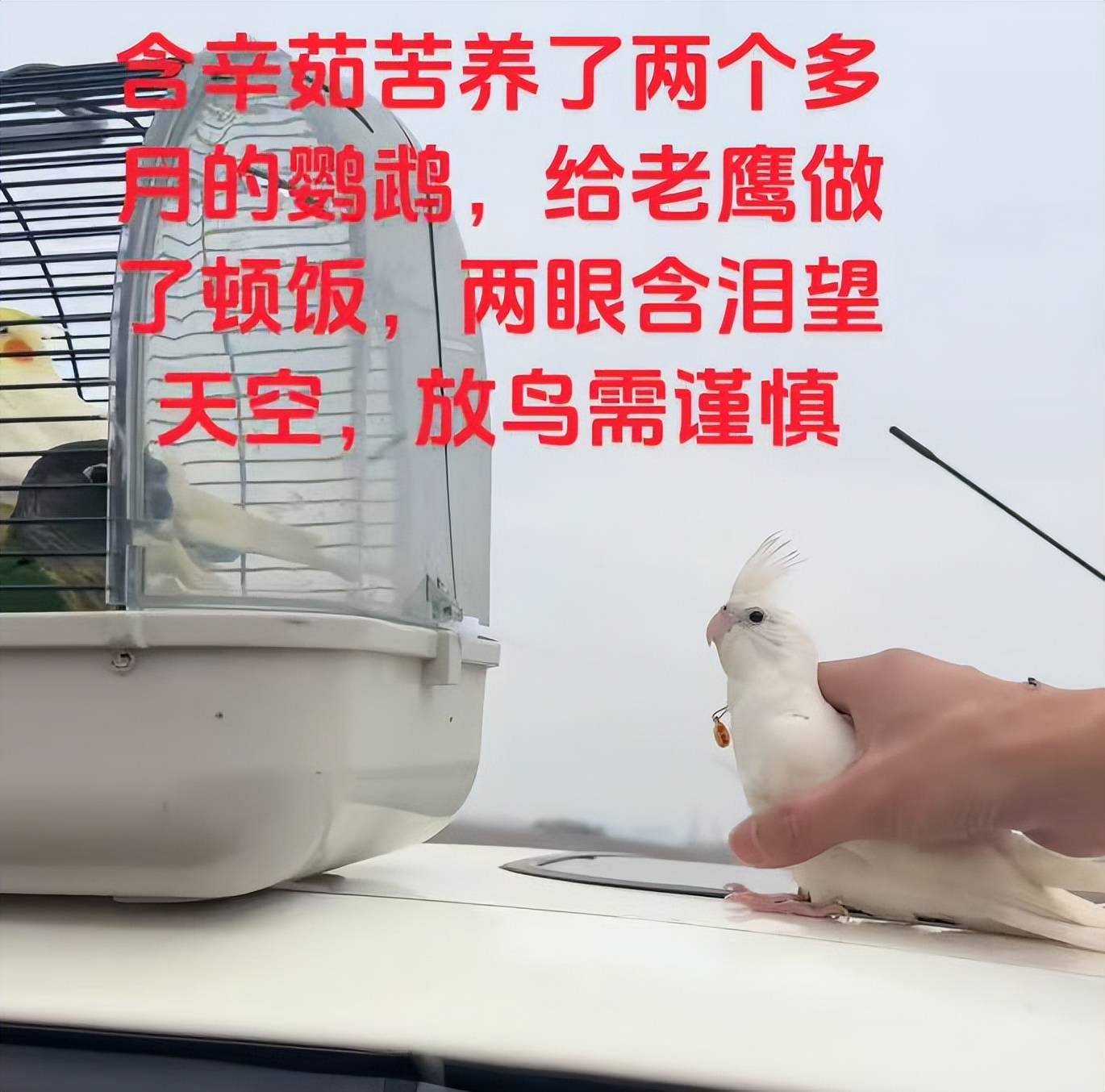原创            河南男子带玄凤鹦鹉外出遛风，结果给老鹰加了餐，只能含泪望天空（玄凤鹦鹉能带出去玩吗）