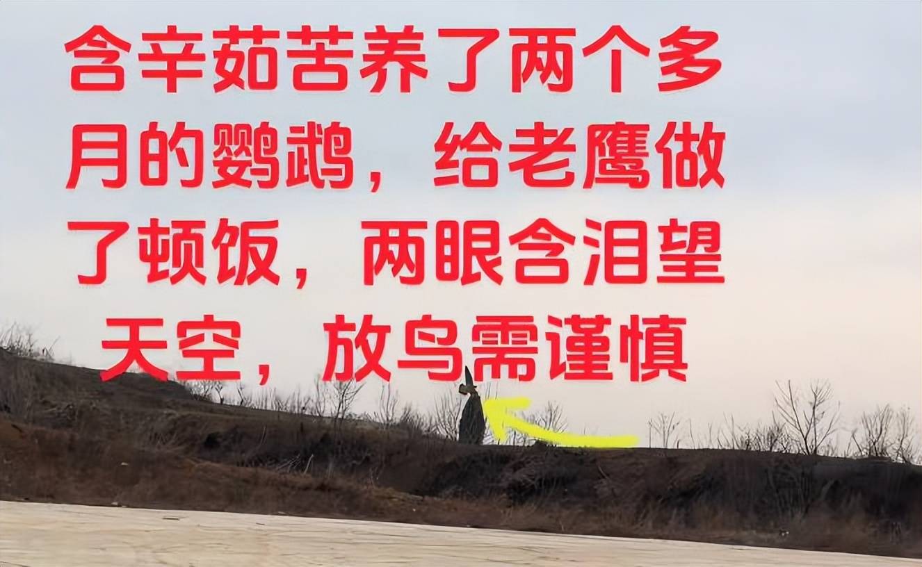 原创            河南男子带玄凤鹦鹉外出遛风，结果给老鹰加了餐，只能含泪望天空（玄凤鹦鹉能带出去玩吗）
