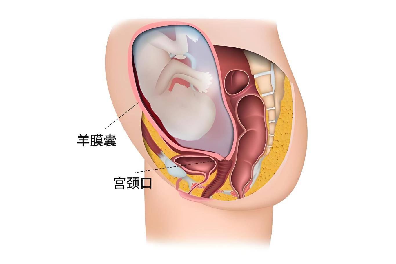 徐州"带壳宝宝"出生是怎么回事?