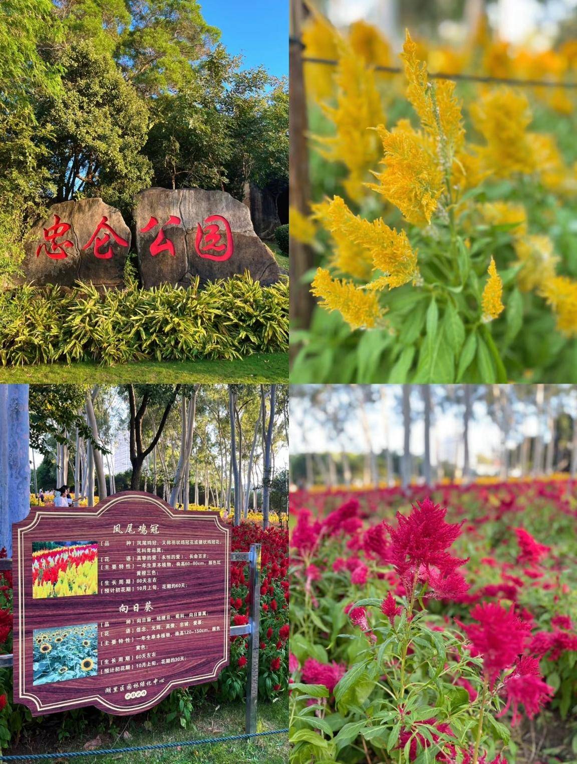 厦门忠仑公园,山林野趣,四季花海,是厦门最大的综合性城市公园