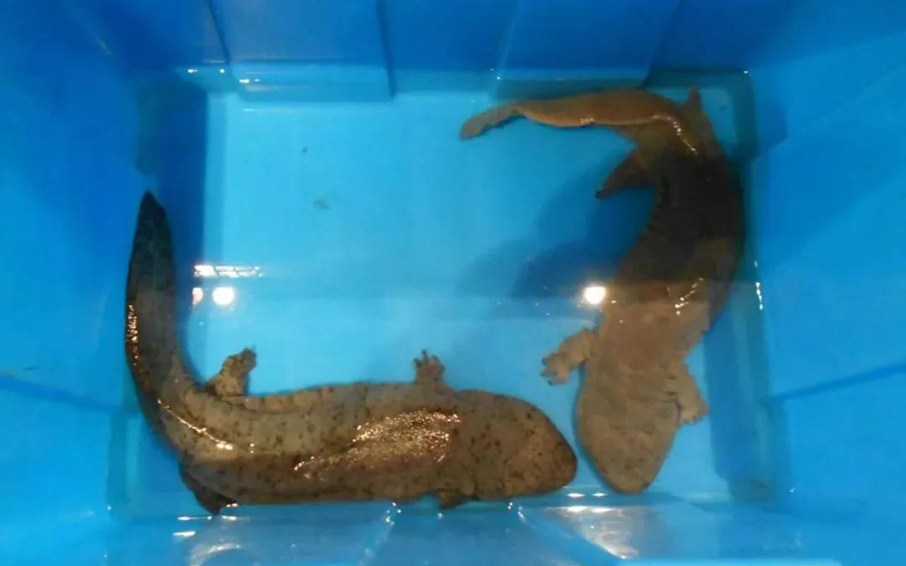 原创            放生鲇鱼变杀戮，2万斤放生鲇鱼死亡，臭气冲天，谁之过？ 有人放生鲇鱼死了一片，鲇鱼和鲶鱼，是一个品种么？（放生放鲶鱼代表什么意思）