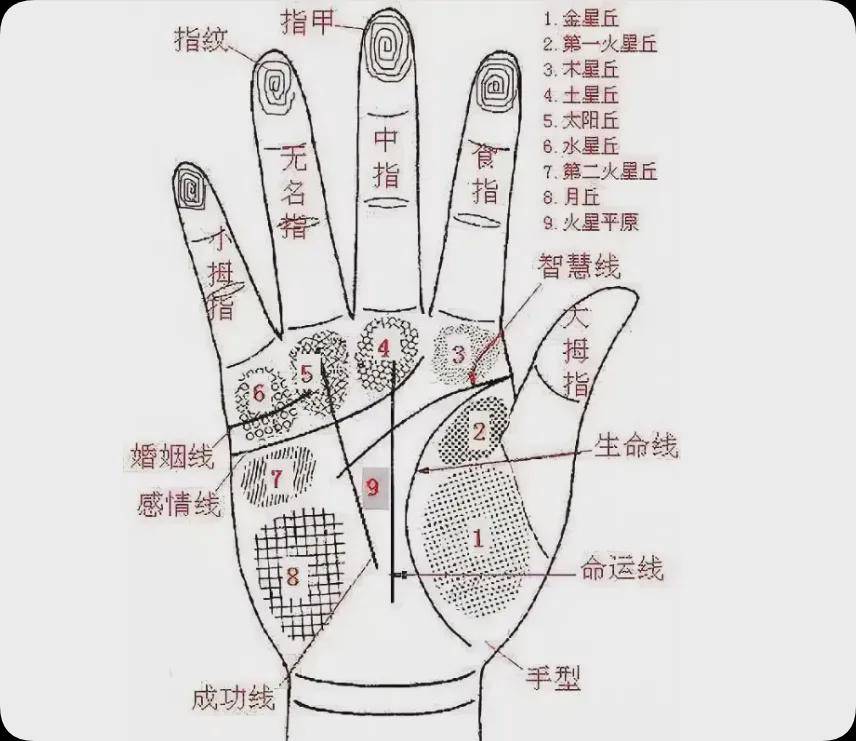 看手相测结婚年龄?拇指弯曲度超过30度?那早婚概率翻倍!