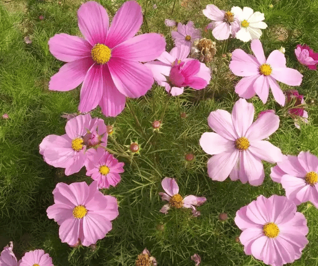 园林常用耐盐碱草花推荐
