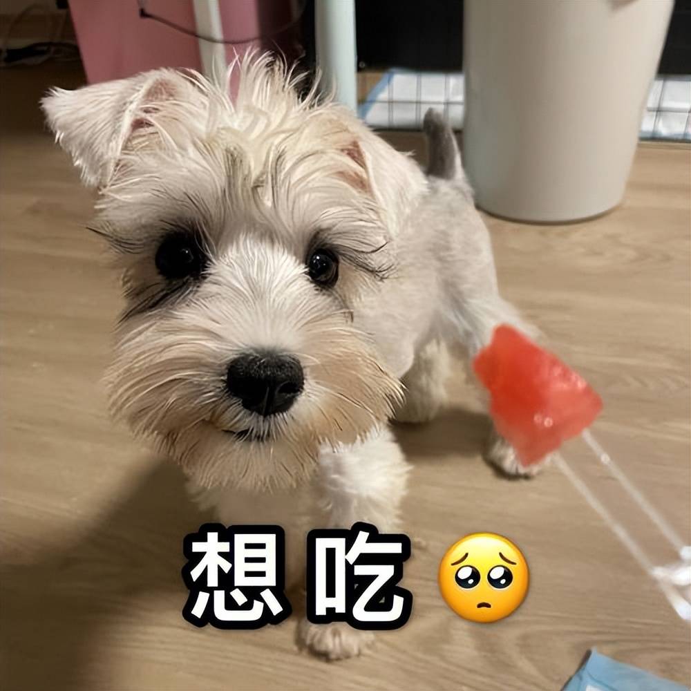 315曝光后，怎么给雪纳瑞选“好狗粮”？（雪纳瑞狗粮什么牌子好）