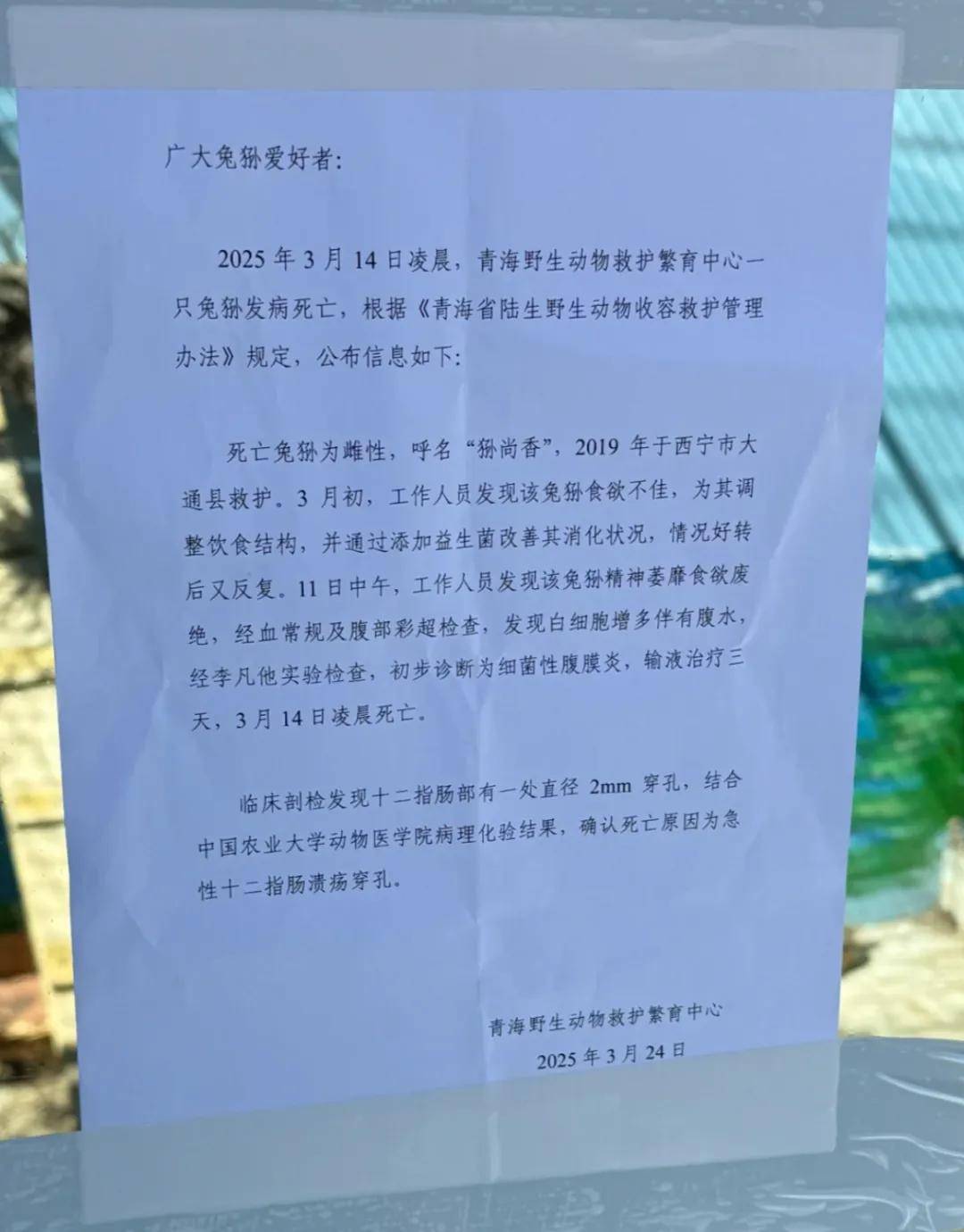 痛心！网红兔狲“狲尚香”因急性溃疡穿孔离世，多只网红兔狲离世，饲养兔狲为何如此艰难？