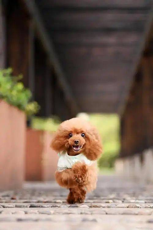 四季贵宾犬的日常全解析（四季贵宾怎么办理）