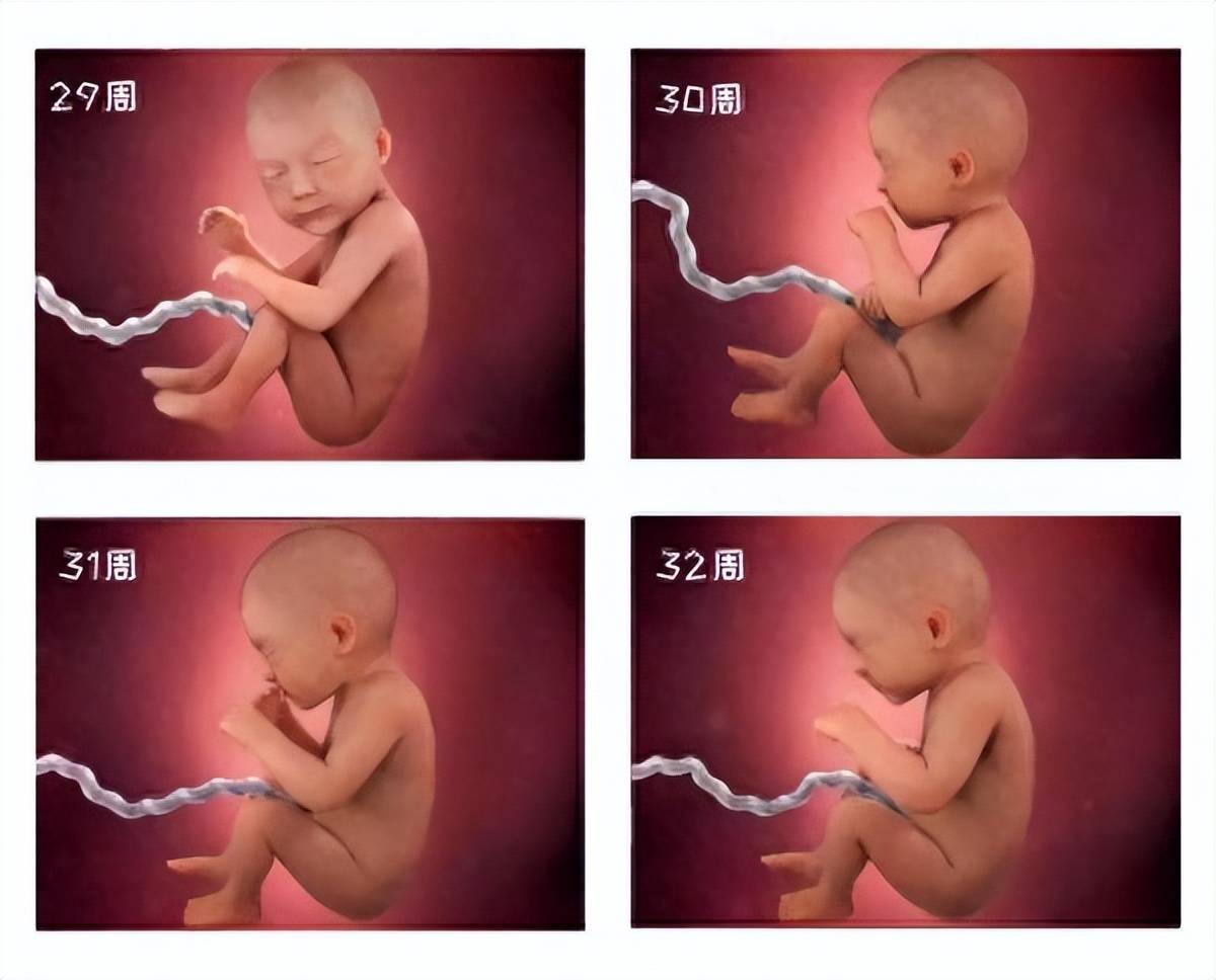 宝宝在肚子里长大的过程,附高清图解