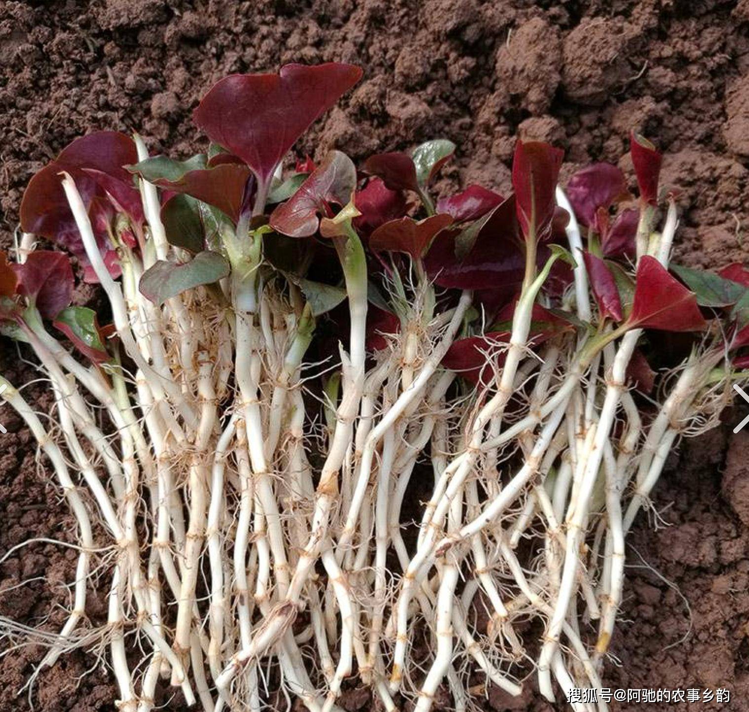 现在翻山越岭都难找到几株,取而代之的,是人工种植的折耳根占据了市场