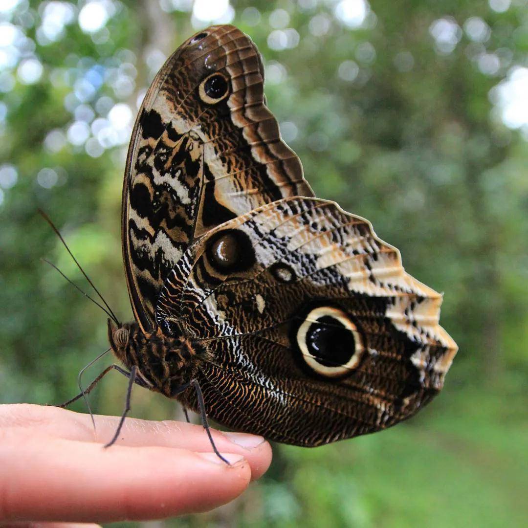 世界上最大的蝴蝶,美成了童话,网友:我这是误入