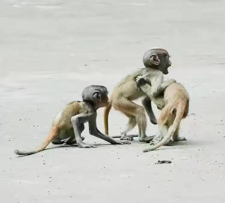 动物园里,顽猴多趣