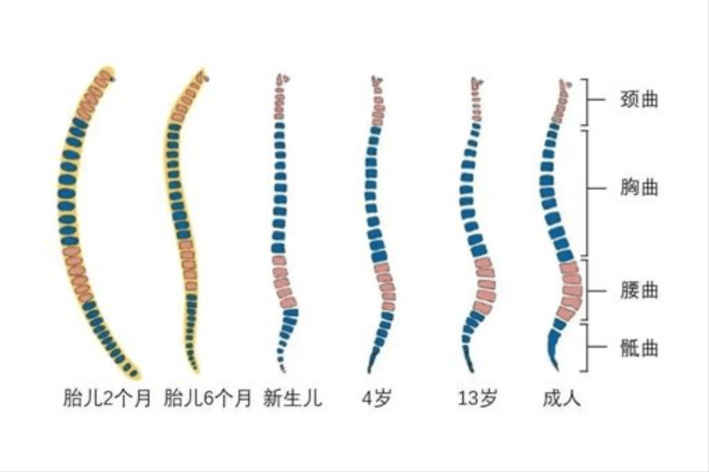 从小"睡枕头"和"不睡枕头"的孩子,长大后,3方面差距明显