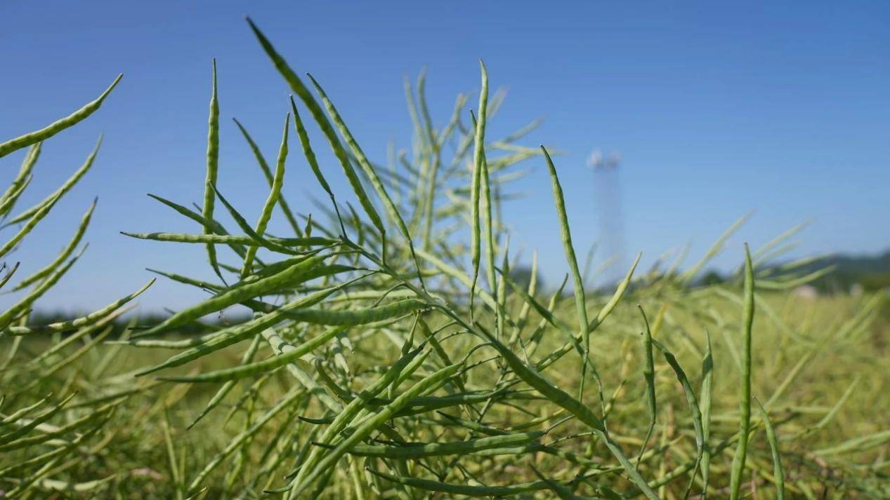 益阳彭大哥油菜角果多籽粒饱,丰收在望
