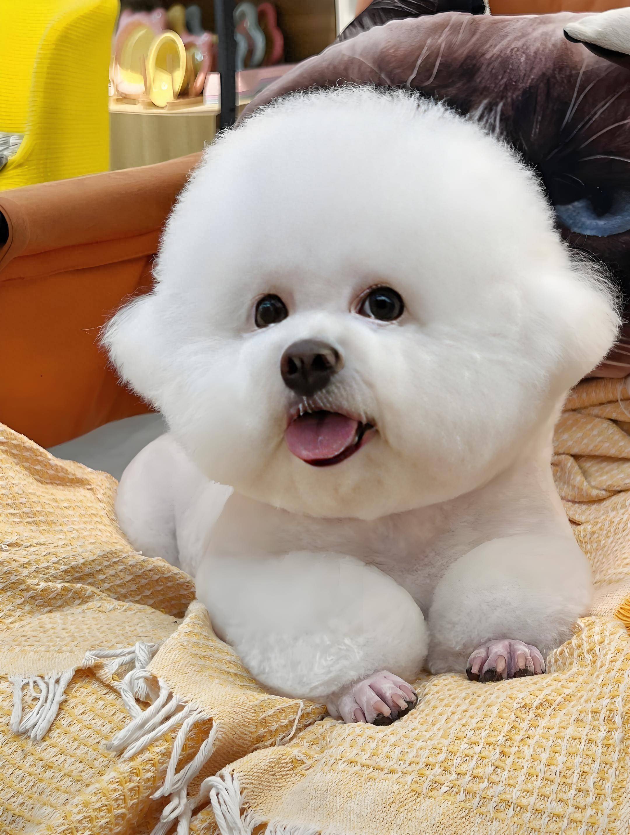 泪痕问题常常使比熊犬那原本清澈明亮的眼睛周围布满了难看的痕迹