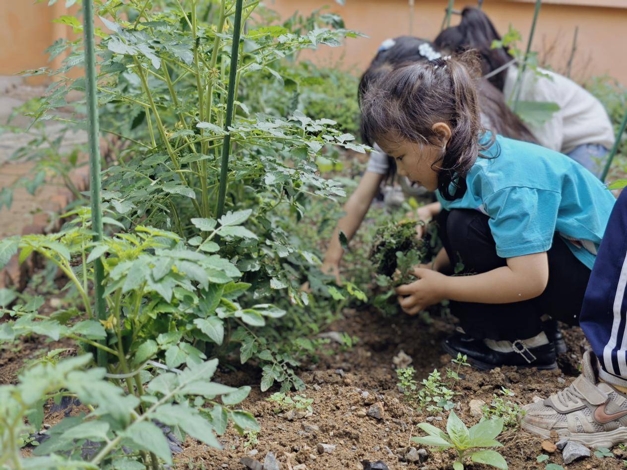 五矿镇中心幼儿园开展除草活动