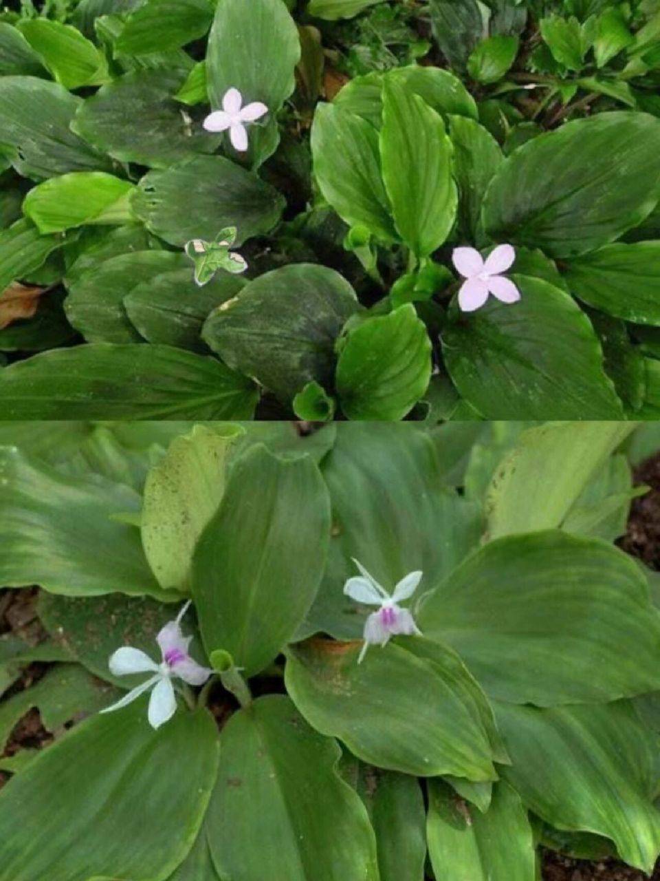 手把手教你认清中草药植物500种