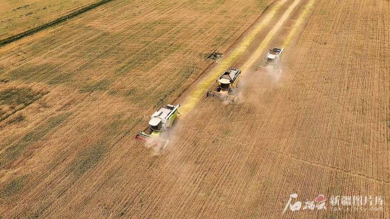 新疆“榜首镰”在喀什敞开 夏收自南向北推动
