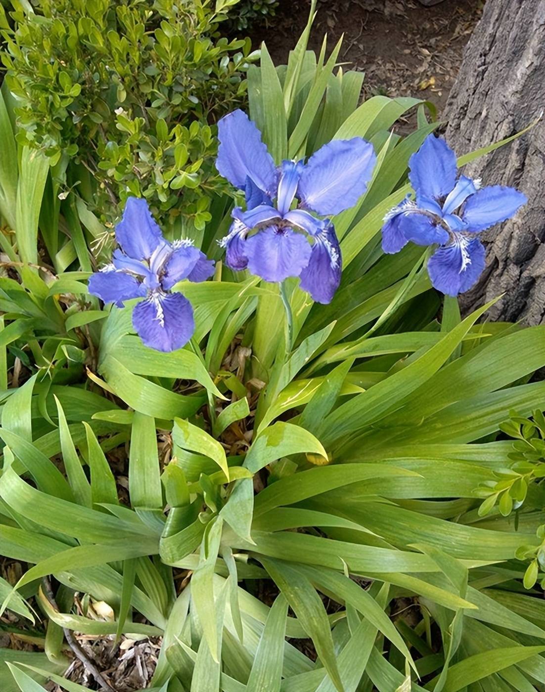 手把手教你认清中草药植物500种