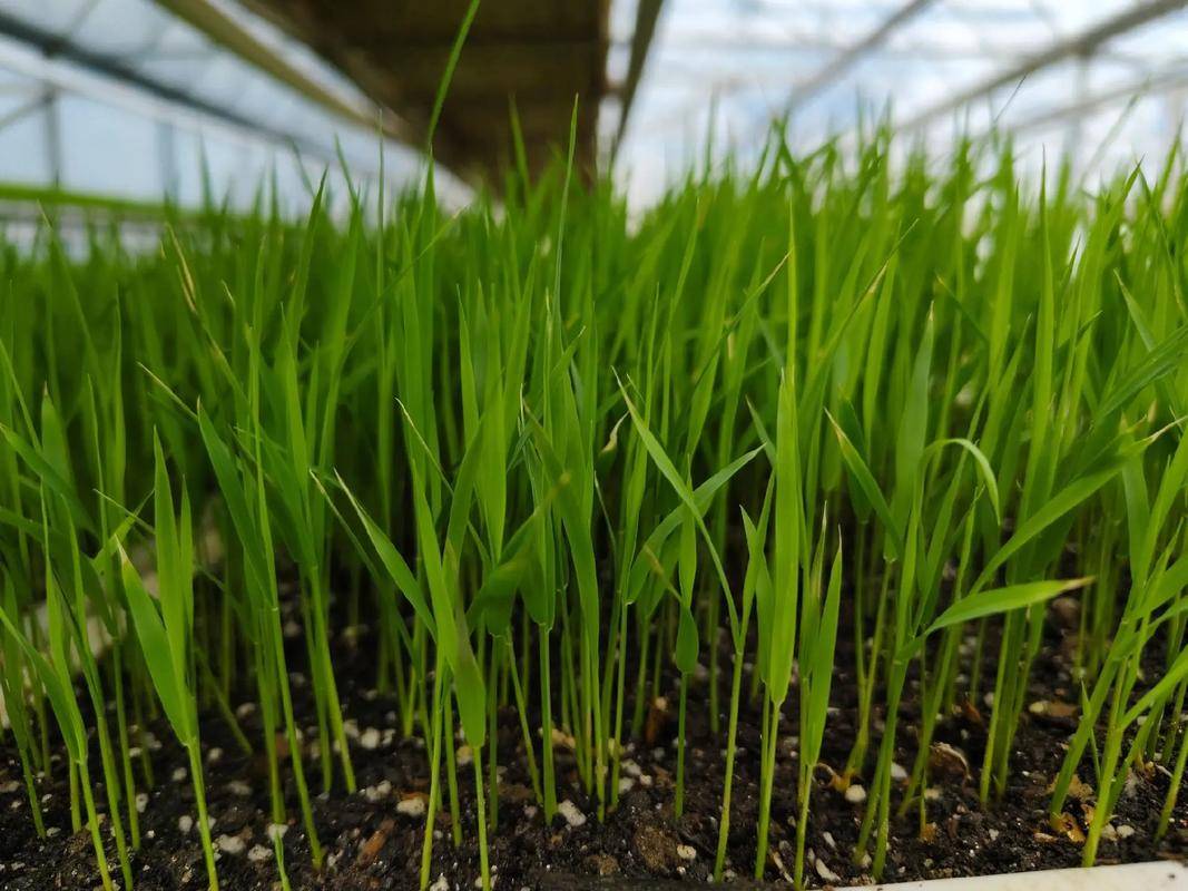 水稻发芽后出现白化苗咋办?种田大户这样做的