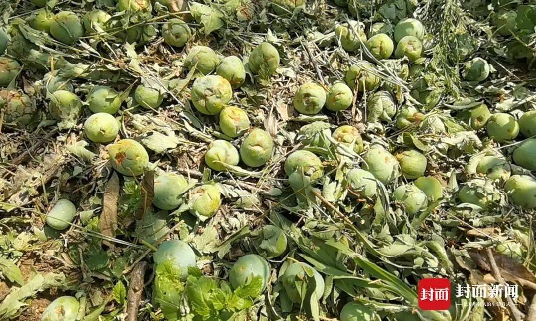 曾业 摄"种李子已有十年了,还是第一次遇到如此严重的冰雹灾害,5亩多