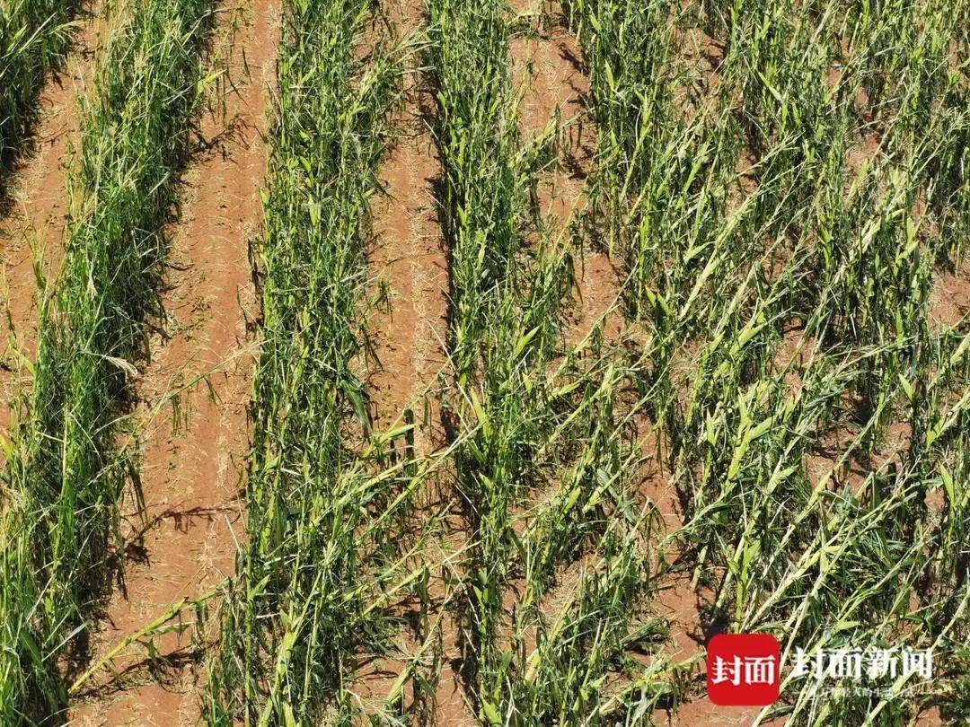 四川巴中遭冰雹袭击数千亩农作物受损官方回应