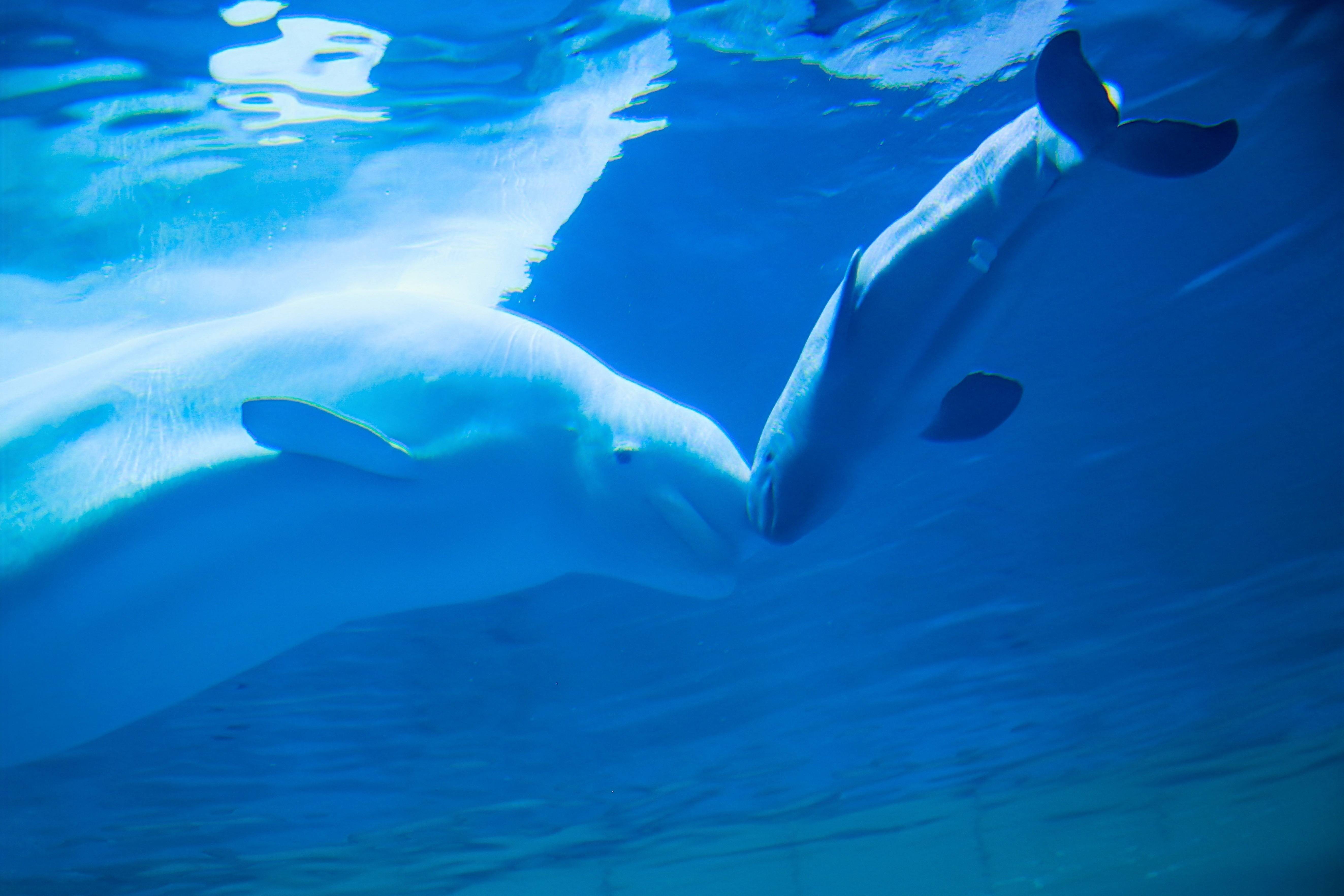 中国再添一白鲸宝宝,6月11日在蓬莱八仙过海度假区迎来满月礼!