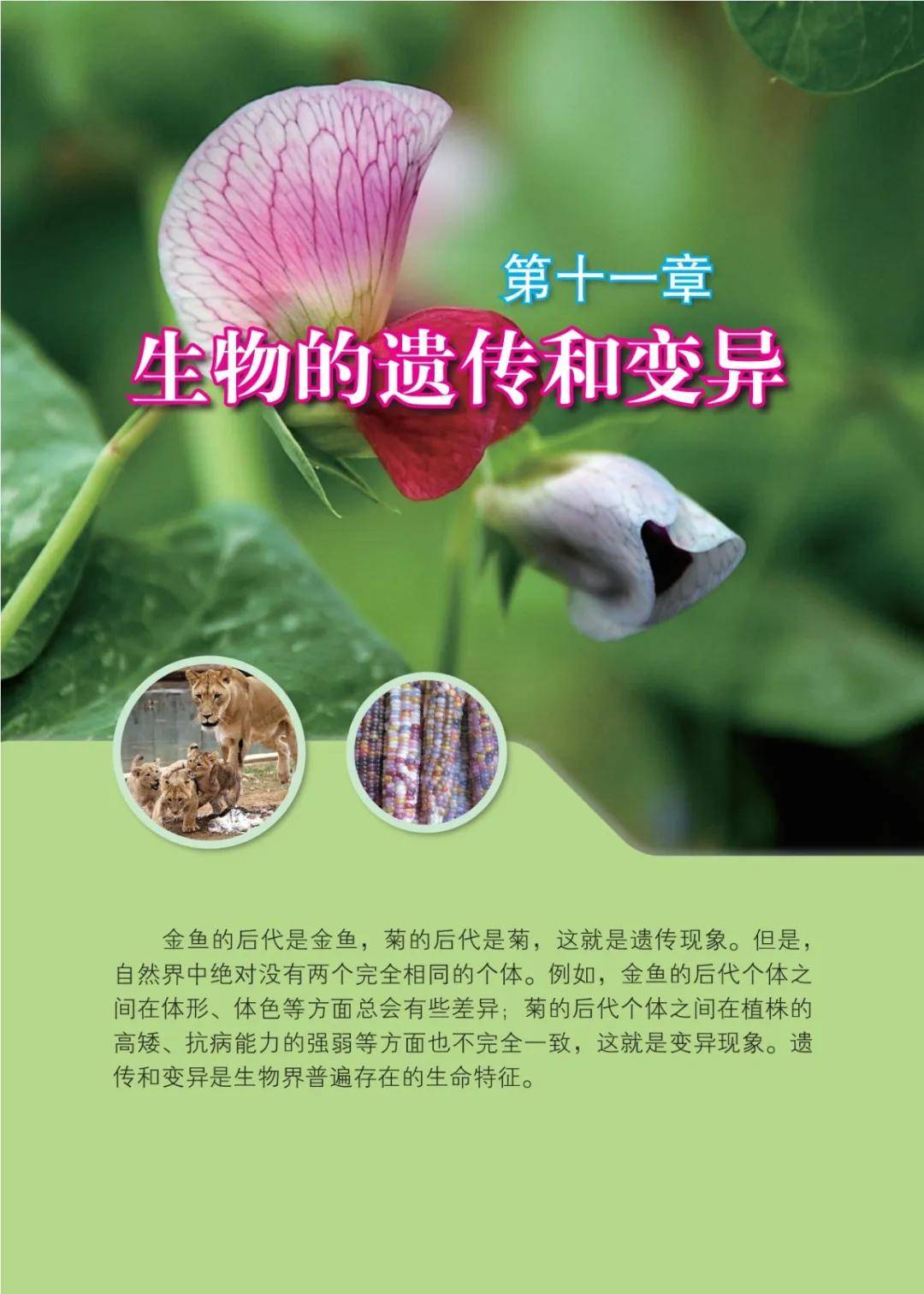 
八年级生物课件制作
  第2张