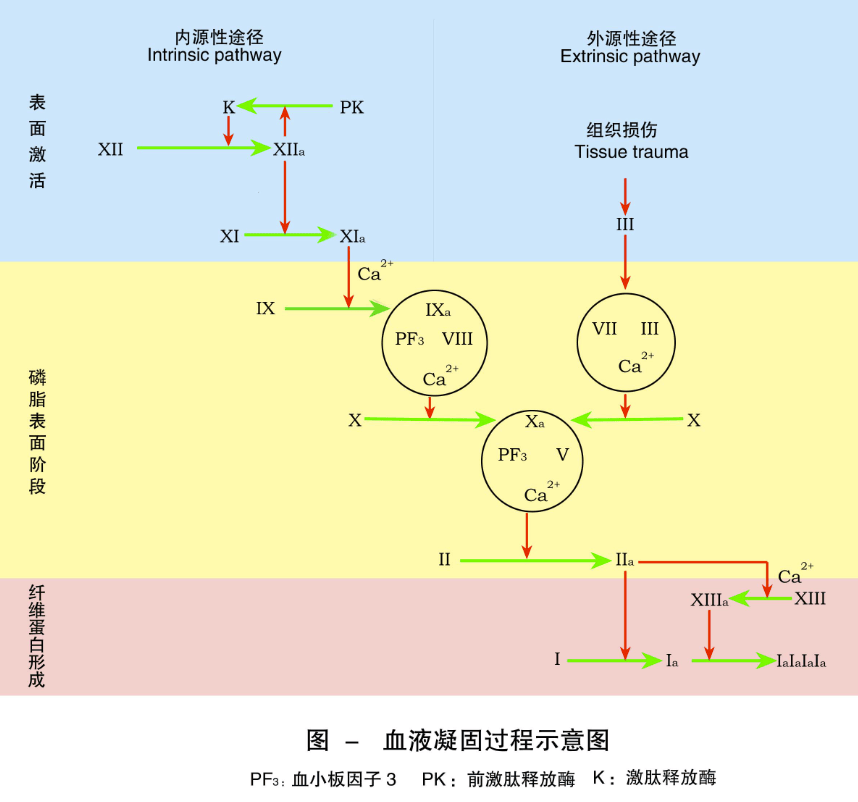 关于凝血因子的功能和"凝血瀑布学说"